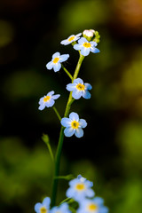 Myosotis Sylvatica