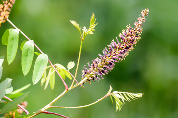 Amorpha fruticosa Flower