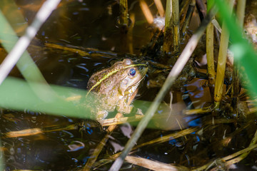Green Smiling Frog