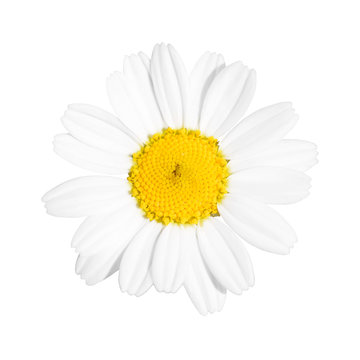 Little White Daisy Flower