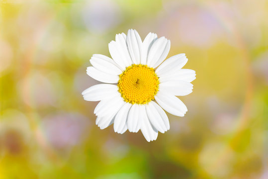 Little White Daisy Flower