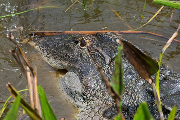 Alligator / Alligator in the water