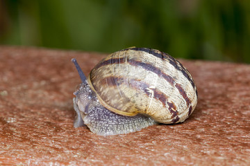 White Lipped Snail. (capaea hortensis)