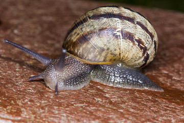 White Lipped Snail. (capaea hortensis)
