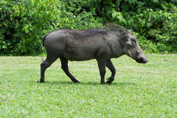 Warthog