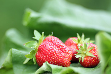 клубника на деревянной поверхности на природе 