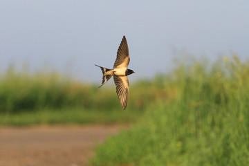 Swallow in flight over road