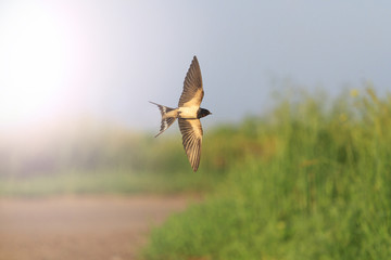 Swallow in flight over road with sunny hotspot