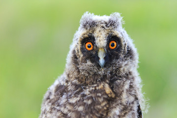 big eyes baby owls