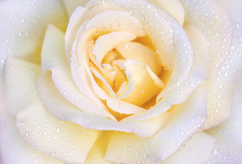 Panele Szklane Podświetlane  Fotografia makro róży z kroplami wody. Piękna żółta róża z bliska.
