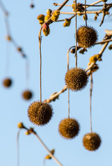 Obraz premium Flowering tree in the form of balls positioned geometrically correct