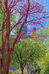 Trees in blossom in Love Park in Philadelphia PA