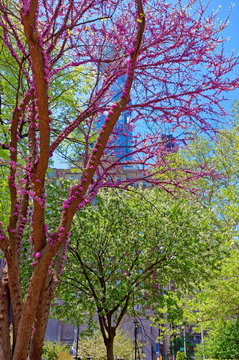 Trees In Blossom In Love Park In Philadelphia PA