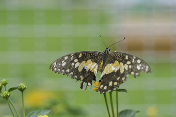 Butterfly sucking nectar from flowers. Background blur