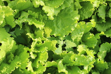 Leaves of green lettuce in the garden. Fresh salad background at garden