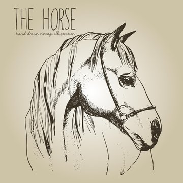 Vector portrait of the horse. Hand drawn vintage style illustration. Isolated on craft brown background. Engraved style stallion head drawing.