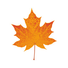 Autumn colored red maple leaf