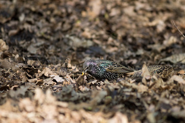 Starling on the ground among dry leaves closeup