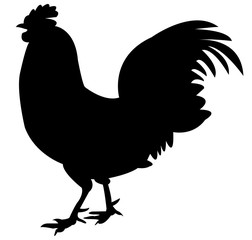 Black Chicken