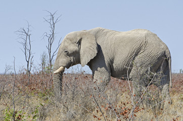 Elefant - Einzeln M&auml;nnlich
