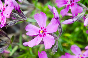 lilac flowers on green background