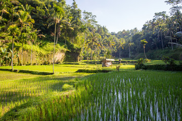 Naklejka premium Rice Fields Near Ubud in Indonesia