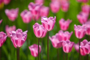Obraz premium Group of tulips