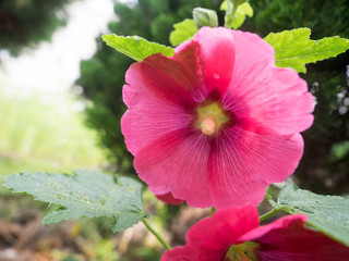 This beautiful hollyhock