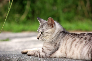 Obraz premium 腹這いでくつろぐ猫