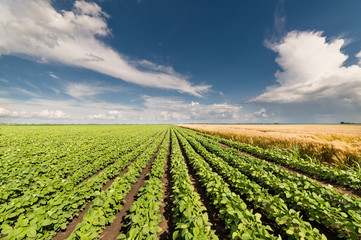 Fototapeta na wymiar field of soybean