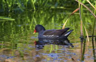 Common moorhen or swamp chicken, gallinula chloropus