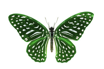 Green Spotted Zebra butterfly