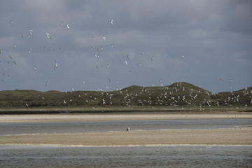 birds on the island Texel