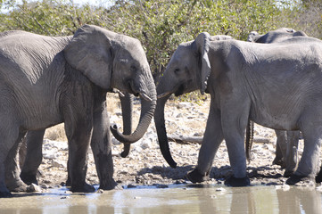 Fototapeta na wymiar Elefanten an der Tränke im Etosha-Nationalpark. Elephants at the
