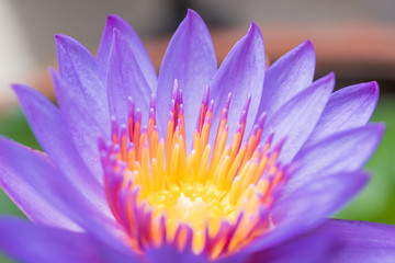 Beautiful lotus lily