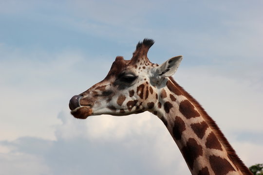 Giraffe leckt (schleckt) sich die Lippen ab (fressen)