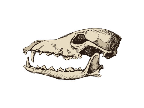 Dog skull. Hand drawn illustration isolated on white background.