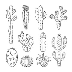 Cactus outline vector illustrations. Succulents plants doodle clipart © redchocolatte