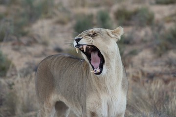 Obraz na płótnie Canvas lioness yawning and showing teeth, western cape, south africa