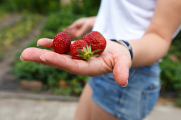 Female hand holding fresh strawberries