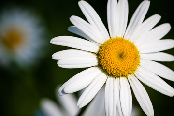 Naklejka premium Close-up view of a daisy flower.