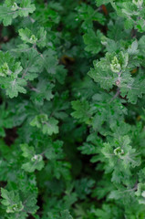 Green bush leaves wall background