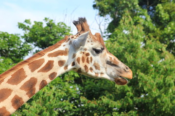 Giraffe: Kopf und Hals mit Flecken auf dem Fell