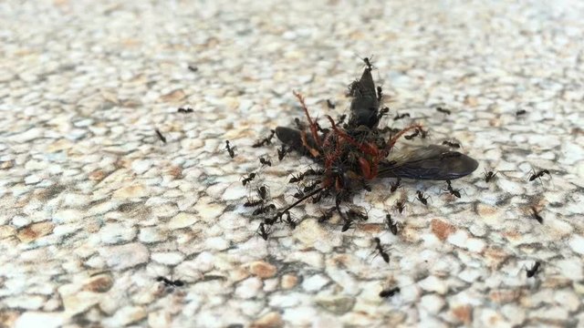 ants carrying a wasp on the ground