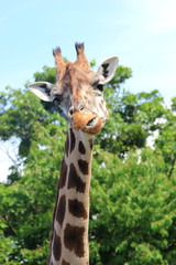 Safari: Hals und Kopf einer Giraffe