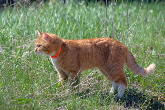 Red Cat In Anti Flea Collar