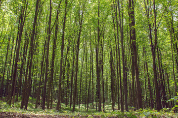 Fototapeta na wymiar beechen tall green trees in a forest