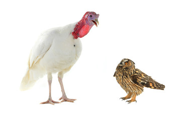  owl and turkey