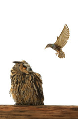 owl and starling