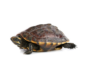 Obraz premium turtle on white background